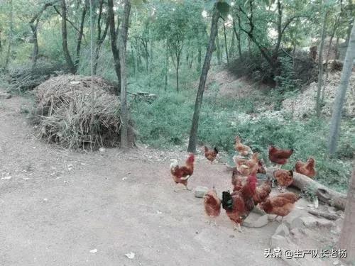 散养土鸡养殖技术:散养土鸡真的那么难吗？为什么好多都说亏本？