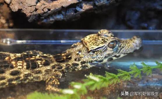 非洲侏儒鳄在哪里:世界上最小的鳄鱼是什么鳄鱼？