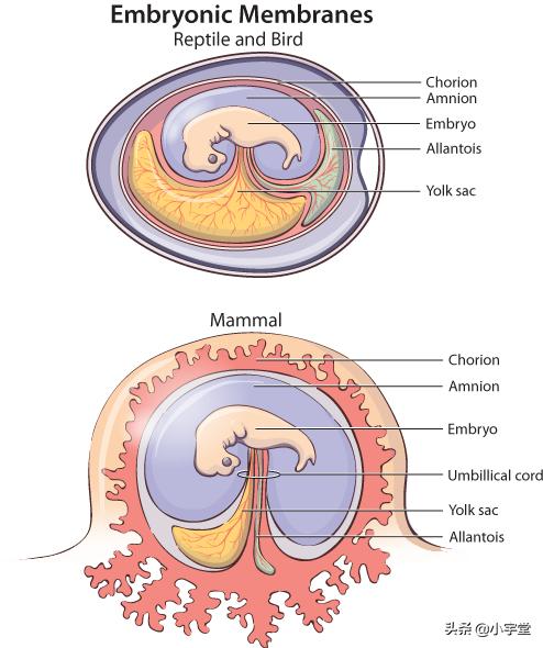 旧热带界犰狳环尾蜥:人为什么是胎生哺乳而不是卵生？