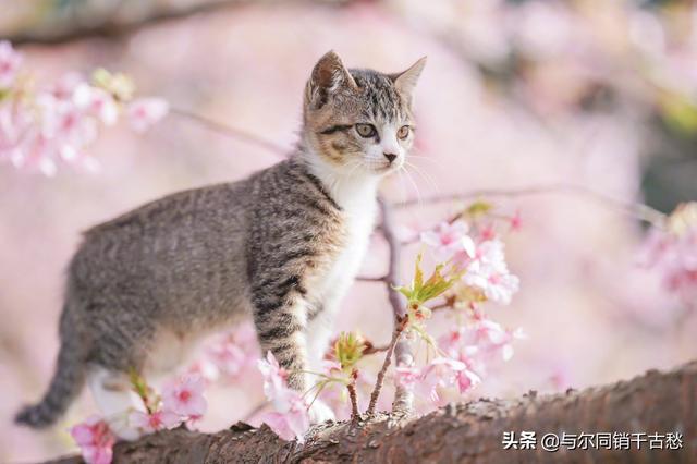 爱就一个字我只说一次:你认为一生只爱一个人是幸福还是遗憾？为什么？