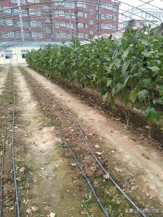头条问答 种植蔬菜 用什么肥料做底肥好 37个回答