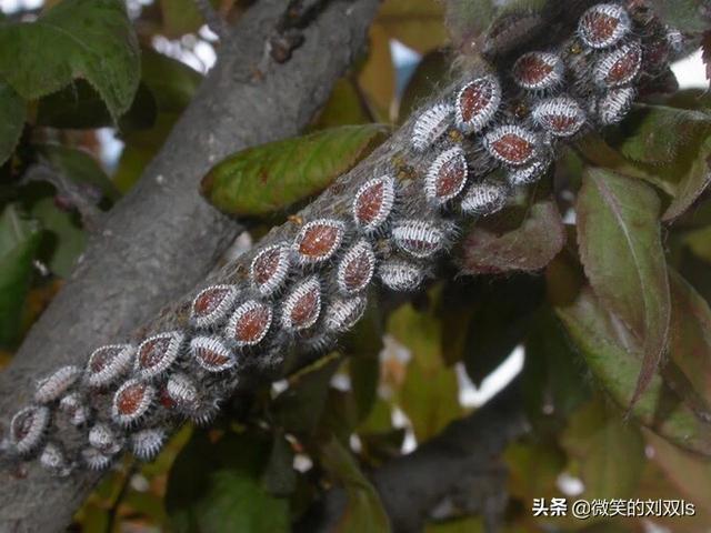 台湾凤梨蚧壳虫图片