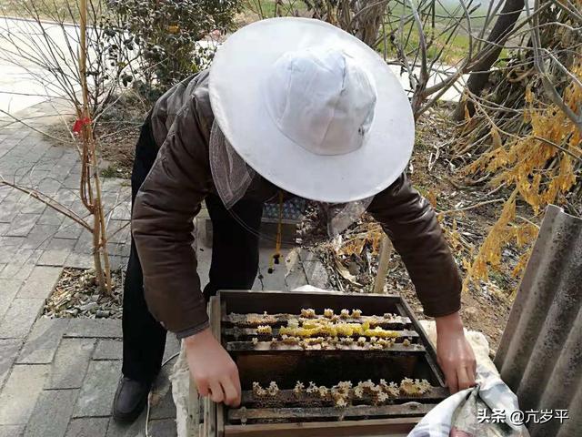 老蜂王提到别的蜂箱里别的蜜蜂能接受吗？为什么？:江梁