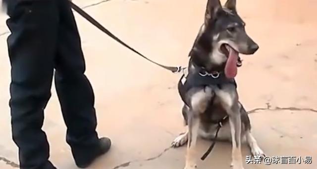 米格鲁犬遛弯能放狗绳吗:为什么有人提倡公共场合禁止遛狗？