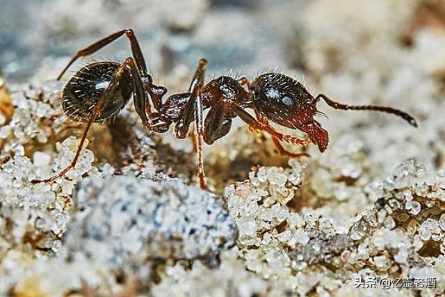 如果有几只蚂蚁被我们带走几公里之外，请问它们接下来会怎么办？