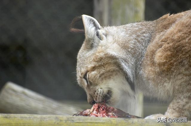 素力高海藻粉对猫咪的作用:猫咪除了猫粮，连鱼和其他肉食、蛋类都不吃，如何增加营养？