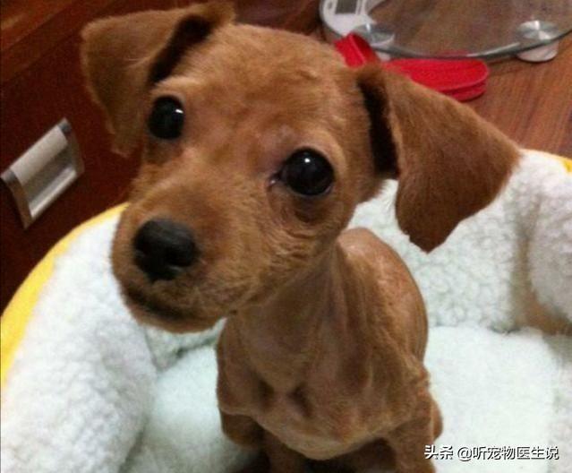 犬蛔虫病怎么用药物:如何给狗狗正确的体内驱虫？