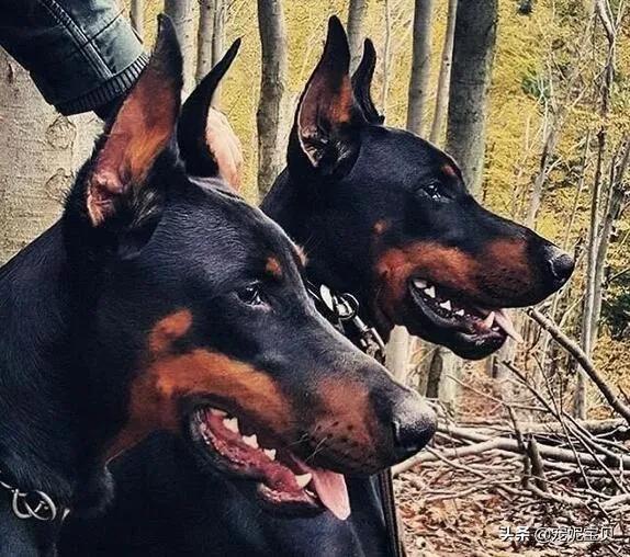 杜宾狗:为何感觉杜宾犬少有人养？