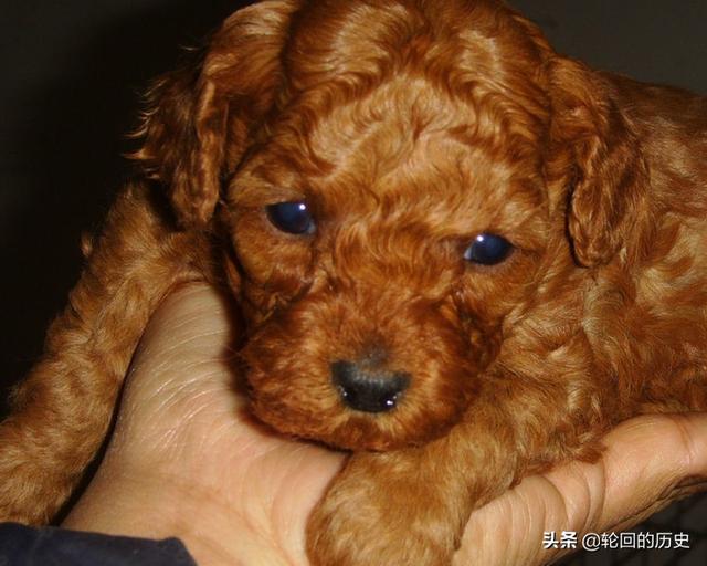 哥顿雪达犬幼犬:如何挑选泰迪幼犬，狗市怎么挑选泰迪犬？