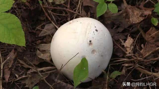 所谓白色的圆圆的蘑菇有很多
