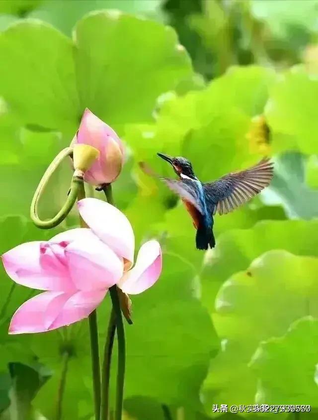 吴京领养了两个孩子:第一个孩子意外去世，会怎么对待之后生的第二个孩子？