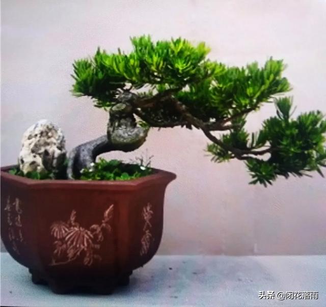 罗汉树蚜虫怎么防治:蚜虫、蓟马和盲蝽蟓该如何进行防治？