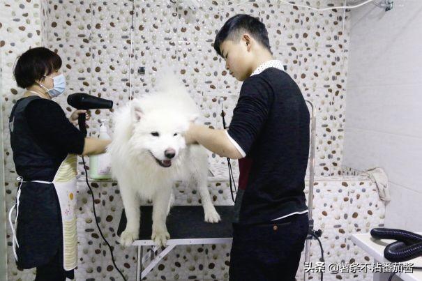 宠物服务项目简介:现在比较新奇的宠物服务都有哪些？