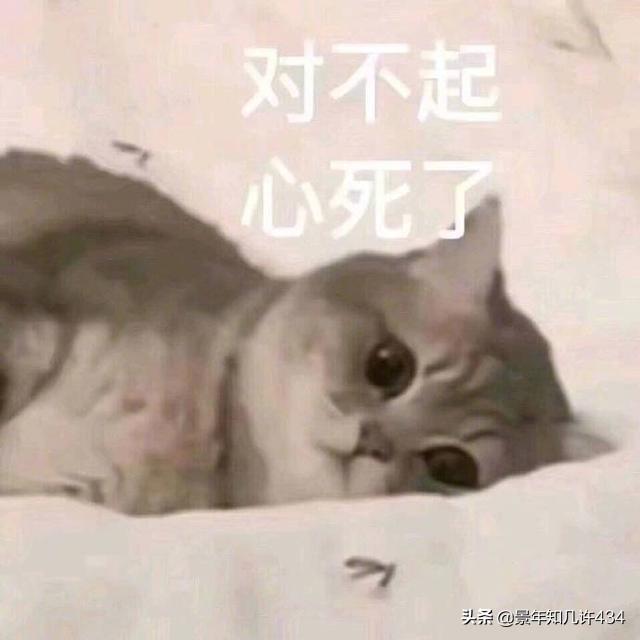 可爱萌宠图片:图片可爱萌萌哒头像 大家有没有什么萌宠表情包？越沙雕越可爱越好？