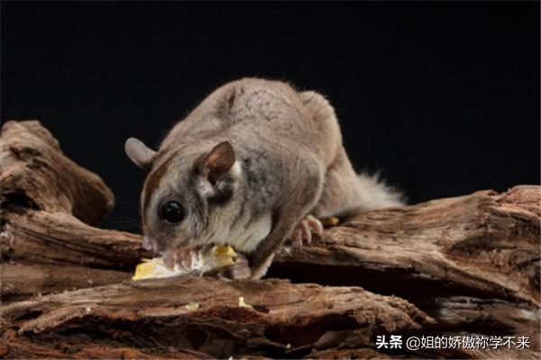 什么给蜜袋鼠洗澡:初养蜜袋鼯要注意哪些问题？ 蜜袋鼠怎么洗澡