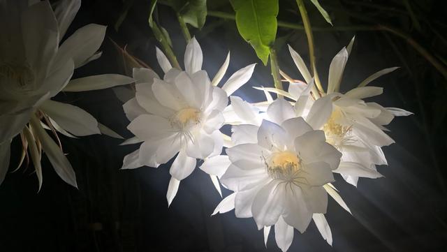 昙花什么时候开:昙花什么时候开花 昙花生长在什么环境里，在什么季节开花？会不会结果？