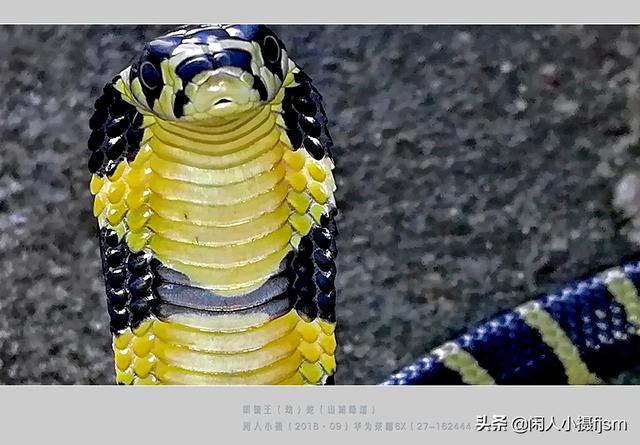 水蛇图片:你手机拍的蛇类的照片能否分享一下？