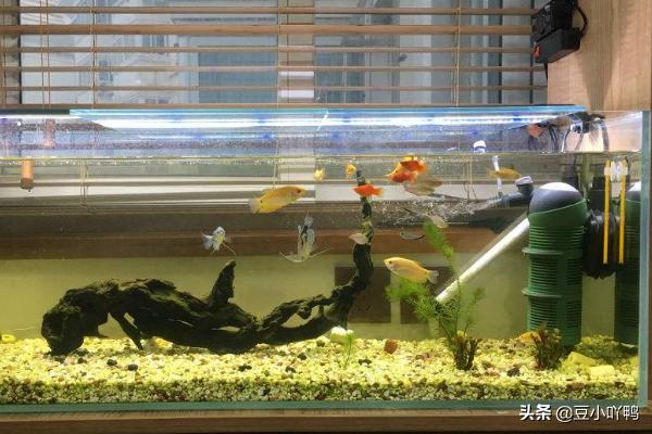 观赏鱼养殖技术书:饲养热带观赏鱼需要哪些设备与用品？