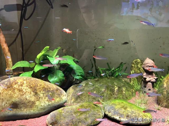 鱼缸水浑浊原因和解决方案有什么:新鱼缸水浑浊原因和解决方案？