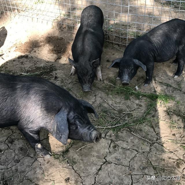 云南一母猪产下8名男婴:3头母猪，放养条件下，一年可产几只猪仔