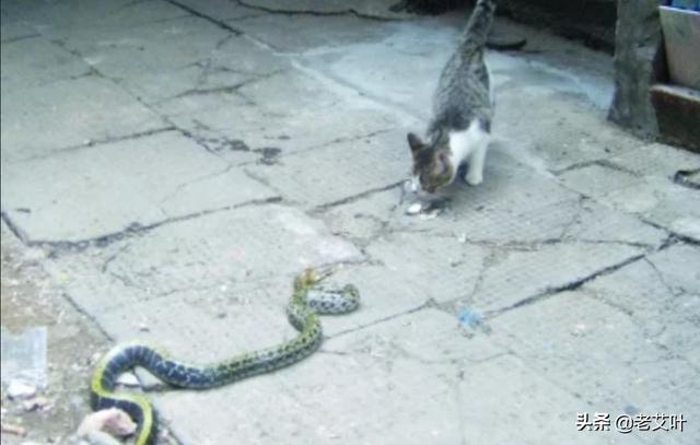 野猫口神龙事件:农村老人说，猫和蛇是死对头，眼镜王蛇能打得过家猫吗
