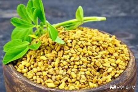 草饼:饲养一只糖尿病仓鼠该准备的东西？
