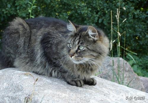 史上最强喵星人:西伯利亚森林猫的战斗力怎么样？有何依据？