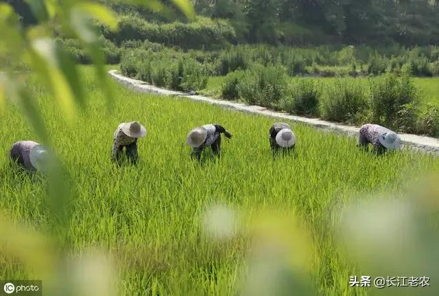 秋田蕗种植条件:收完红薯的地，目前再种小麦晚不晚？