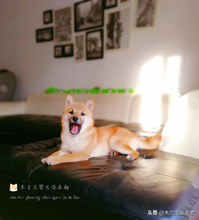 狗得了肠梗阻怎么办:狗狗便秘了咋办，好几天没拉了？