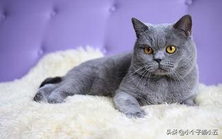 猫品种大全及图片:什么品种的猫最温顺？最可爱？