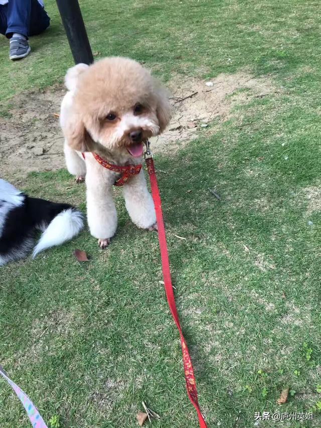 土狗吧:来说说你家狗狗的性格吧？