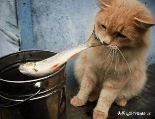 猫为什么喜欢吃鱼:猫在陆地鱼在水里，猫为啥喜欢吃鱼？