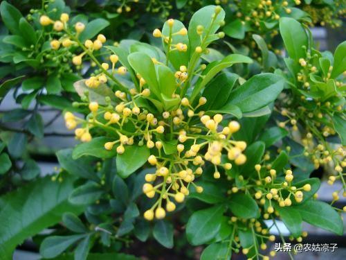米兰掉叶子是怎么回事啊,米兰下面的叶子掉光了怎么办？
