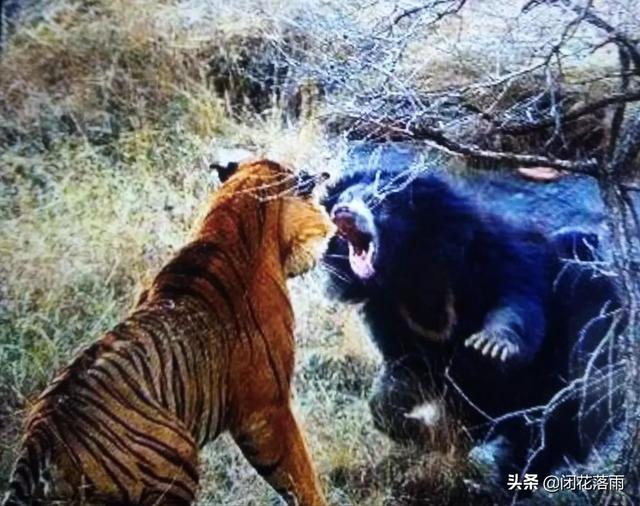 肉垂麦鸡云南亚种:为何大多数狼与狗都惧怕老虎，却不害怕熊？