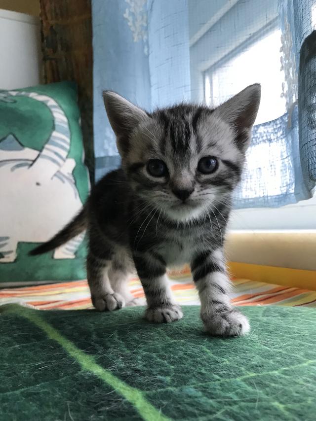 收养流浪猫 弓形虫:宿舍楼下的流浪猫全靠学生买香肠喂养，我可以找人领养吗？