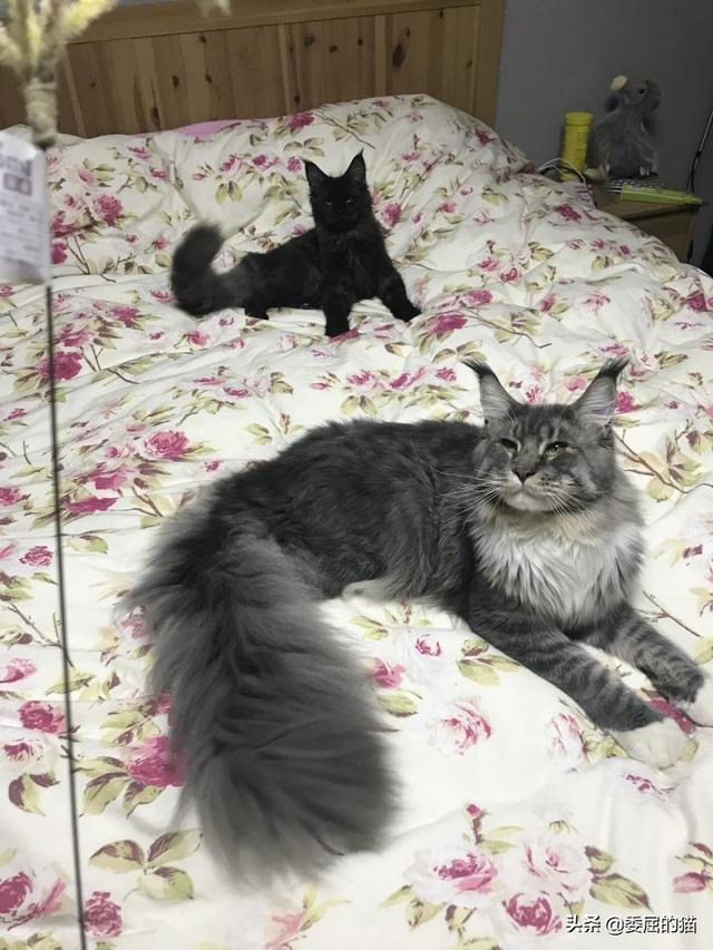亚洲豹猫和孟加拉豹猫区别:如果家里养的猫咪能长到老虎一样大会怎么样？