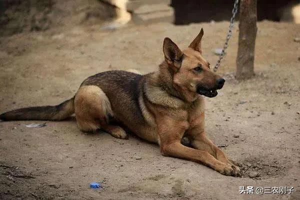 为什么土狗不容易走失,宠物狗却经常走失呢(为什么宠物狗比土狗容易