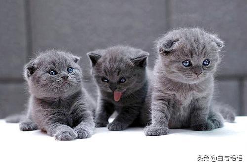 猫的品种及图片:想养猫，新手养什么种类的猫合适，需要注意些什么？
