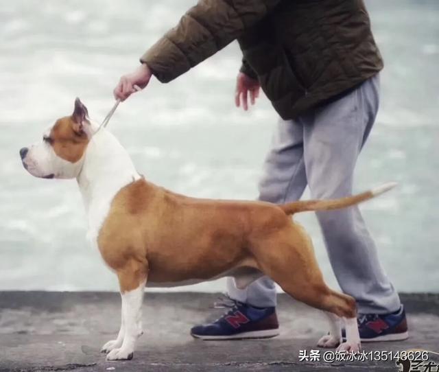 头条问答 想养一条护卫犬 体重40到60斤左右 体型中等 好打理 有哪些推荐 饭冰冰的回答 0赞