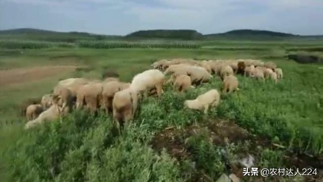 羊莱姆病症状:羊得病，前腿跪地什么病？怎么办？
