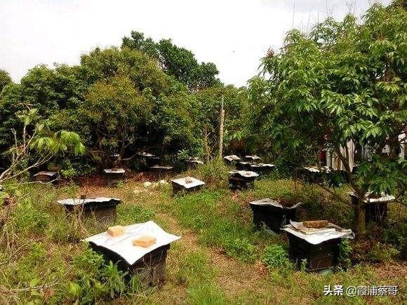 你还知道哪些有关蜜蜂的知识:养蜜蜂一年四季在管理上要注意些什么？