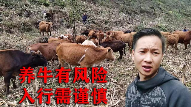 刚出生的公奶牛多少钱:想养牛，怎么样？哪里买小牛实惠？