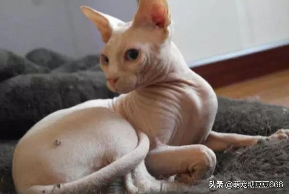 百变猫咪写真:如何把自己家猫拍得很萌？