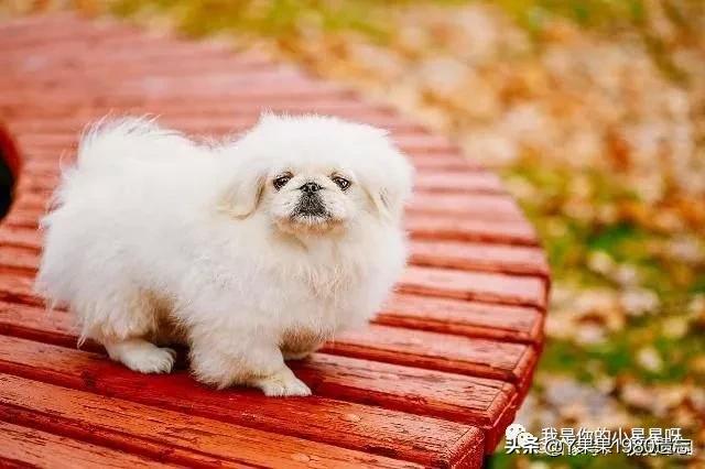 有什么白色的犬种介绍吗？