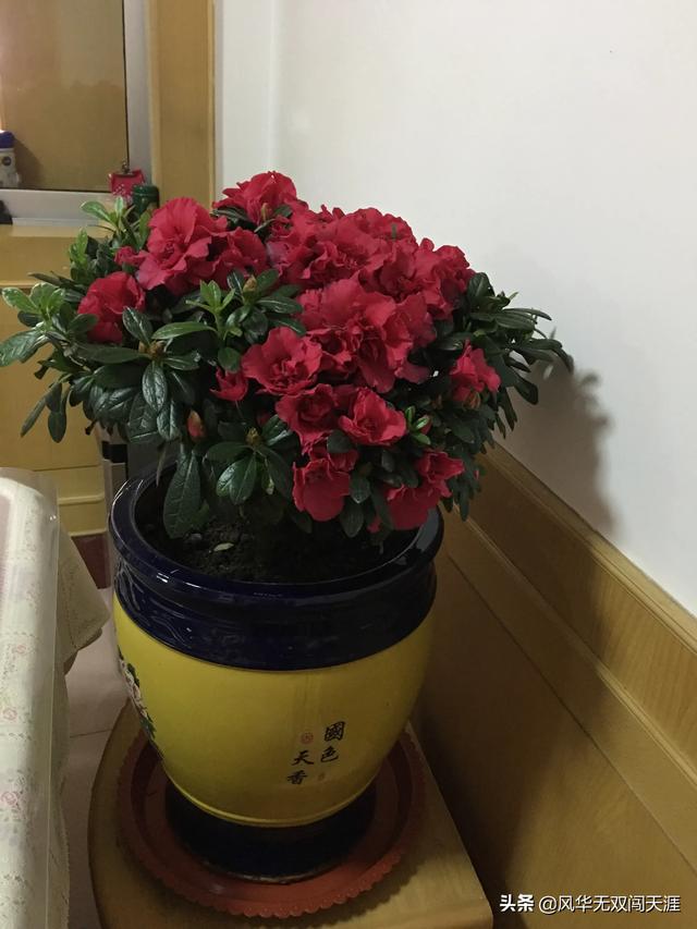 杜鹃简历:杜鹃花多久开一次花？花期会受外界因素影响吗？