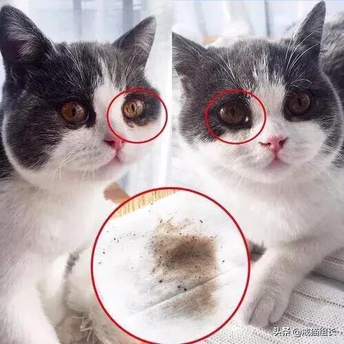 福原爱宠物医院赖教授:赖氨酸膏，是养猫必备吗？