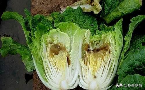 十字花科蔬菜软腐病:十字花科蔬菜软腐病的防治措施包括 立秋后，农作物必须小心哪几种虫害？