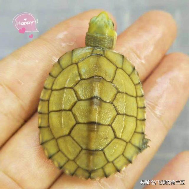 水龟:这种乌龟是水龟还是陆龟啊？
