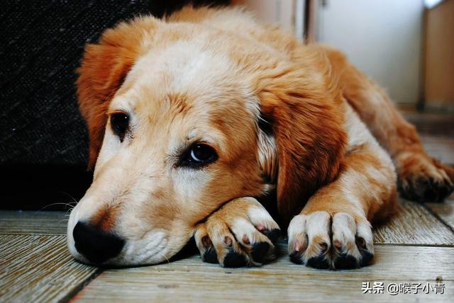 狂犬病传播途径:家里的狗不接触其它动物会有狂犬病毒吗？为何？ 狂犬病传播途径人与人传播吗