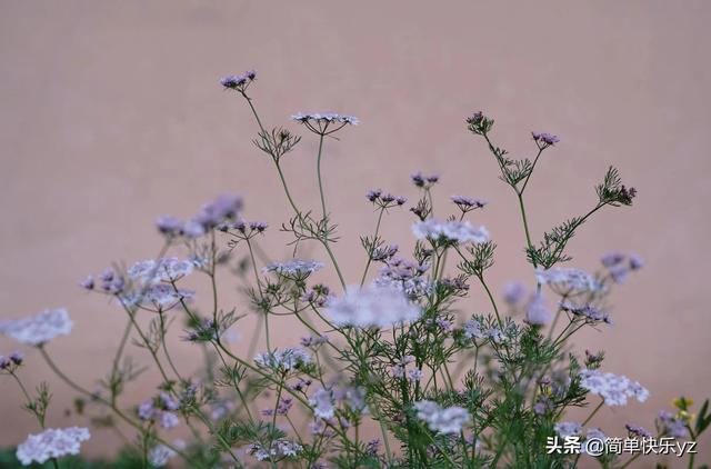 大花金鸡菊什么时候开花:大花金鸡菊是什么时候开的 花卉、绿植、盆景、蔬菜，如果有自己的院子你更愿意养哪一种？